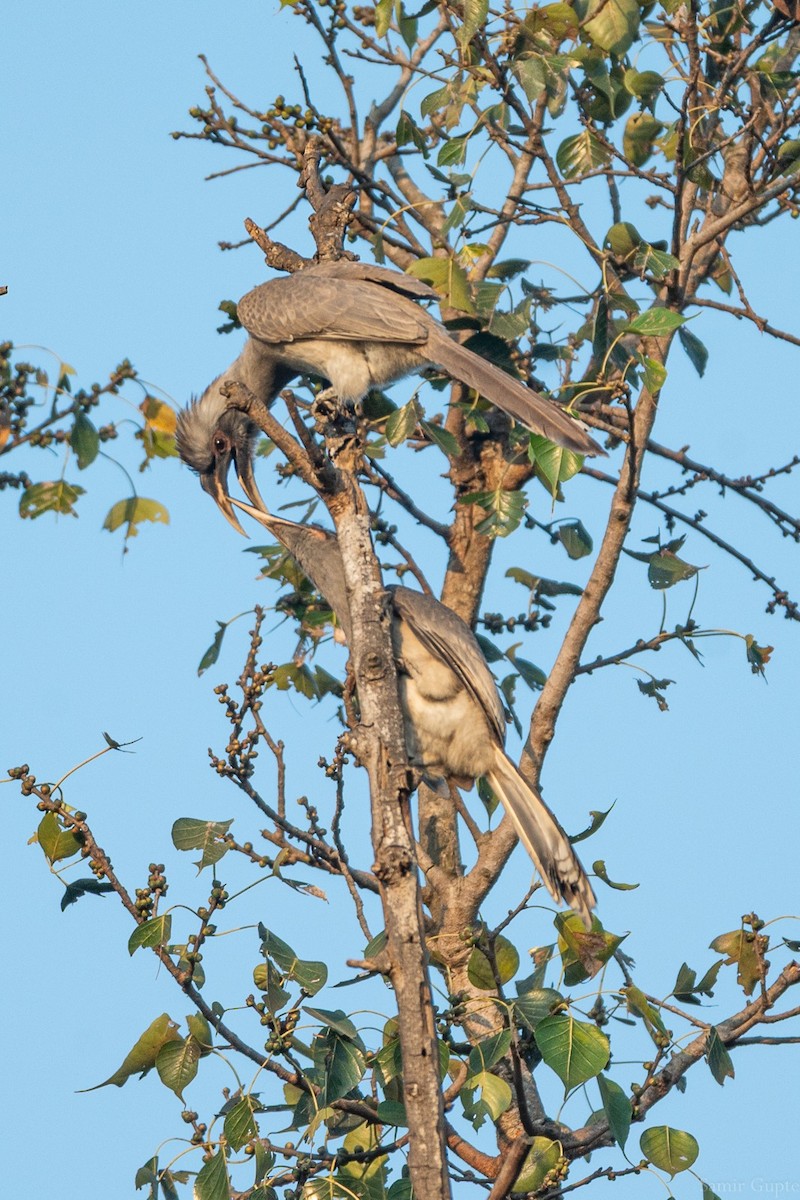Indian Gray Hornbill - ML645499039