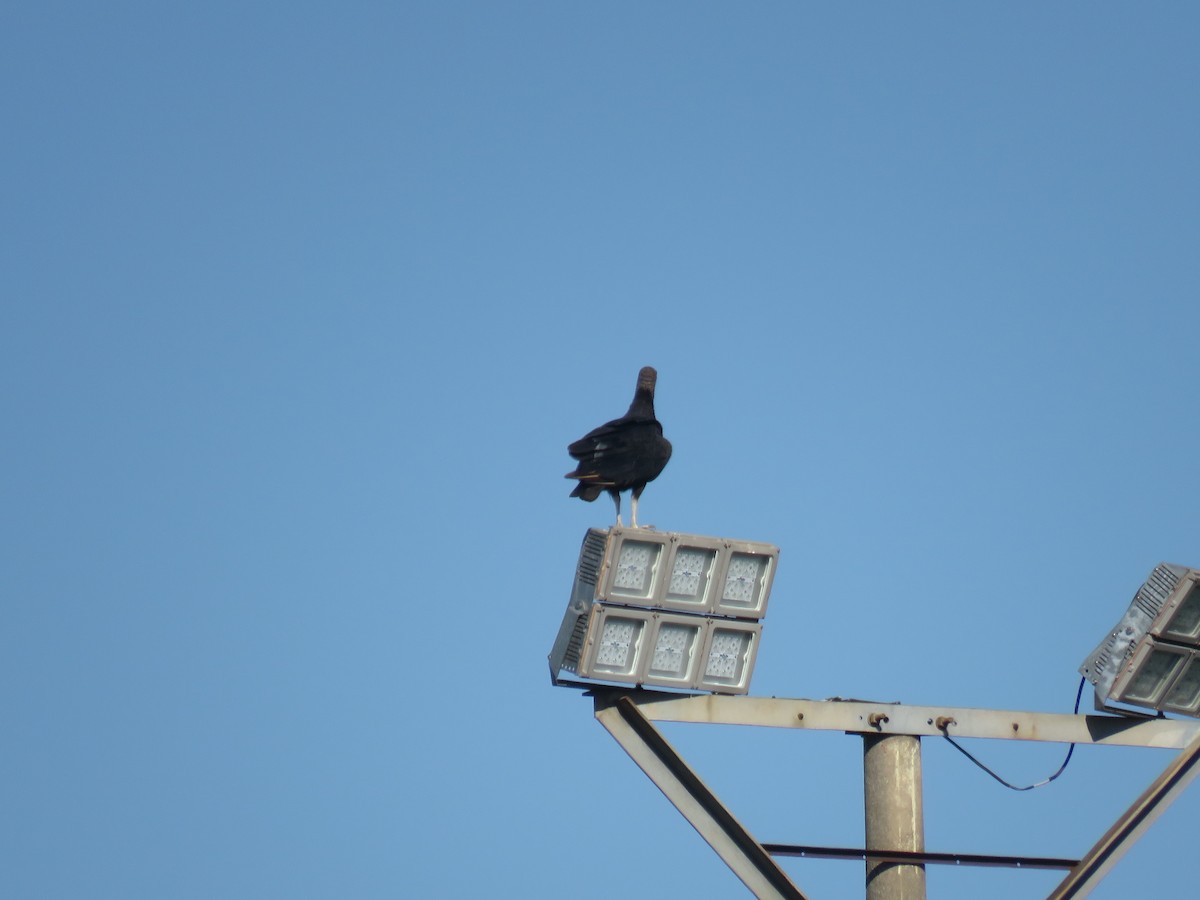 Black Vulture - ML645499041