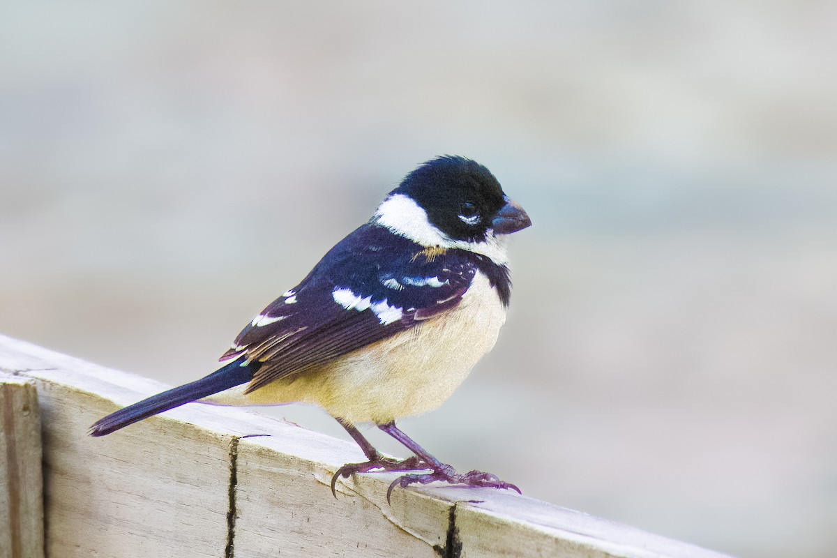 Morelet's Seedeater - ML645499042