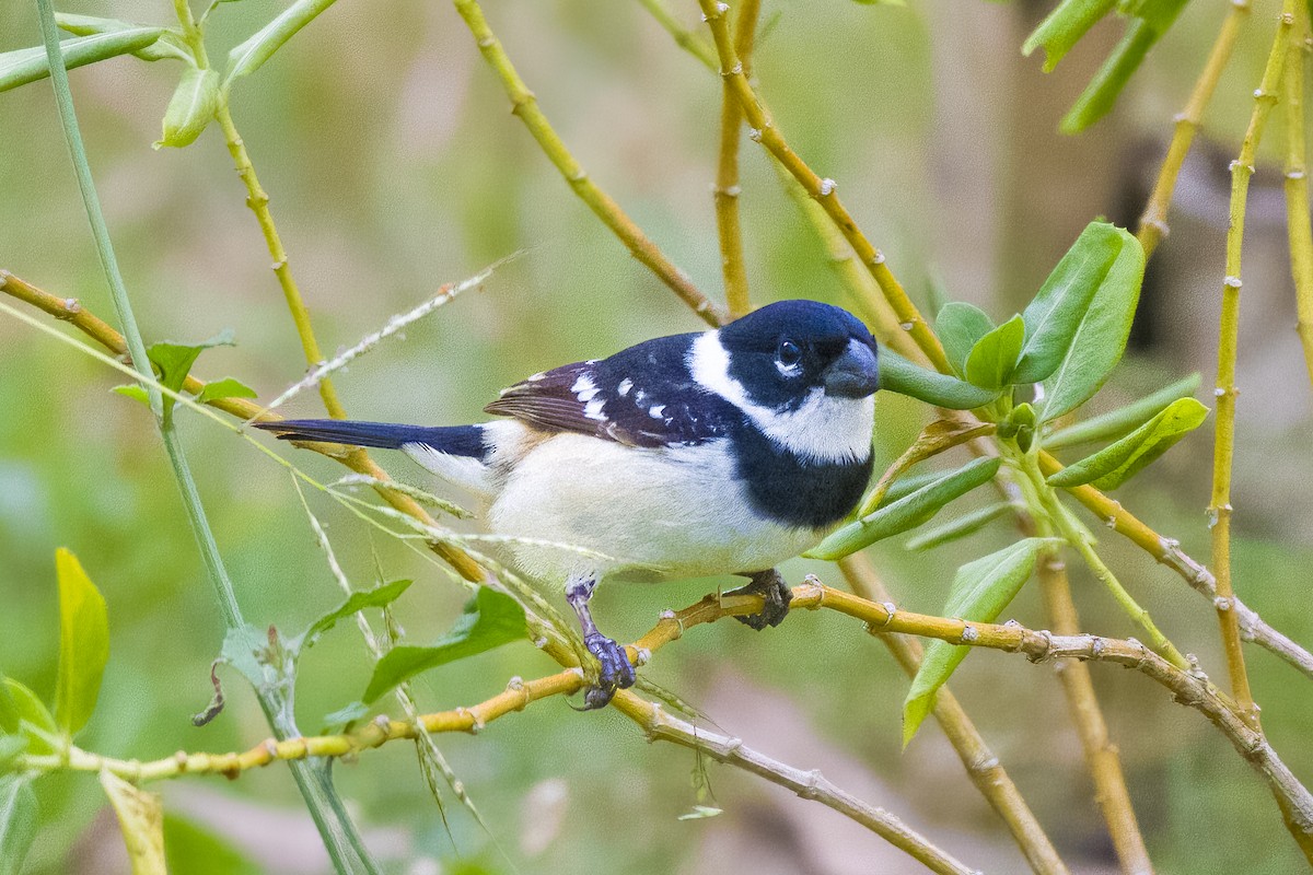 Morelet's Seedeater - ML645499043