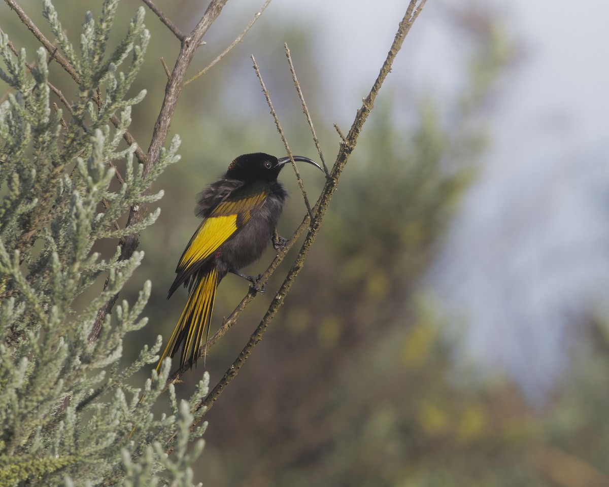 strdimil zlatokřídlý - ML645499045