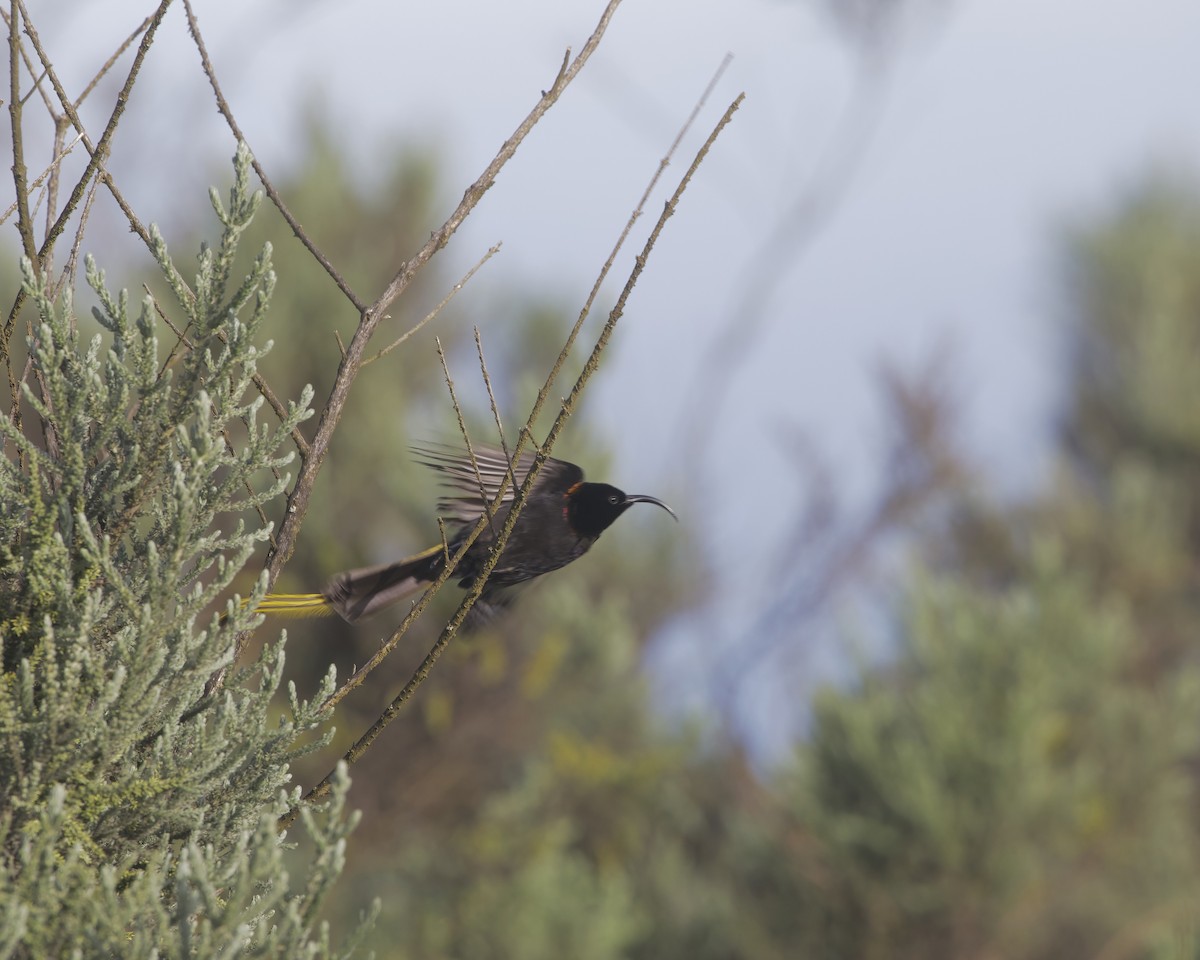 strdimil zlatokřídlý - ML645499046