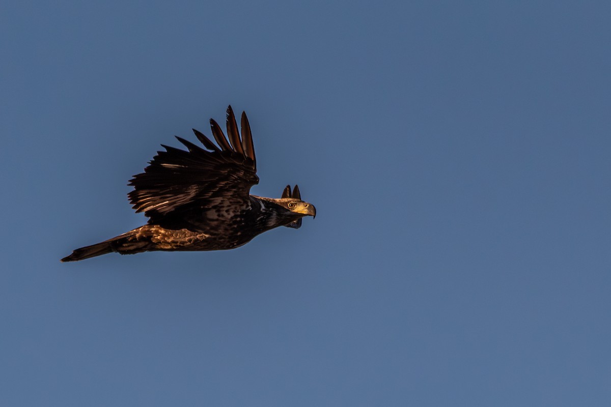 Bald Eagle - ML645499047