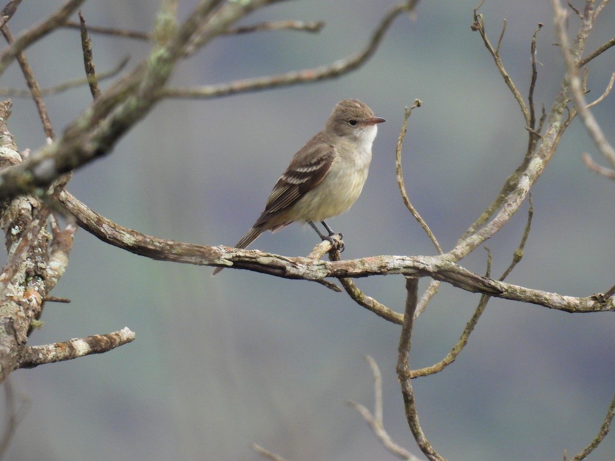Lesser Elaenia - ML645499048