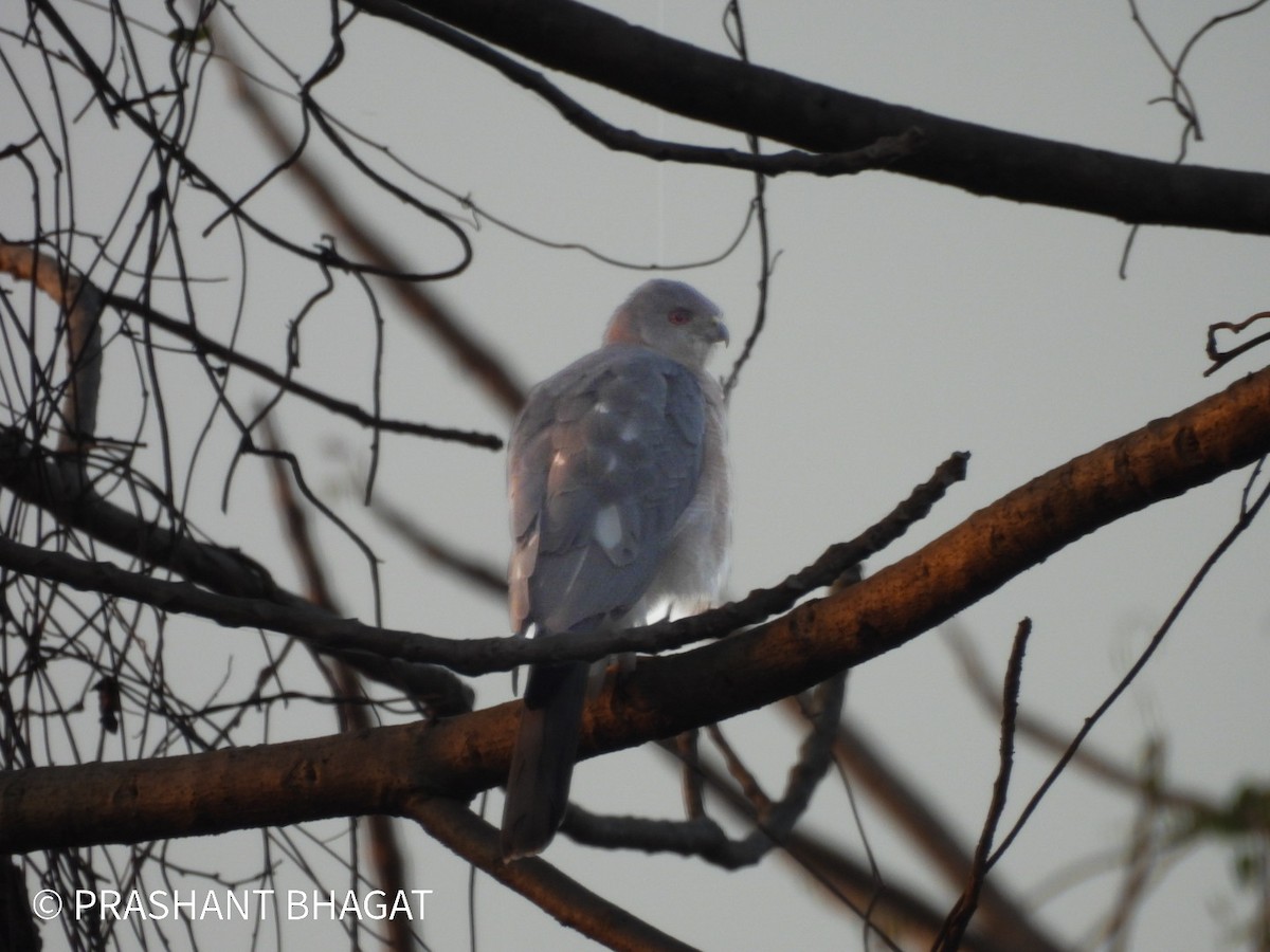 Shikra - ML645499049