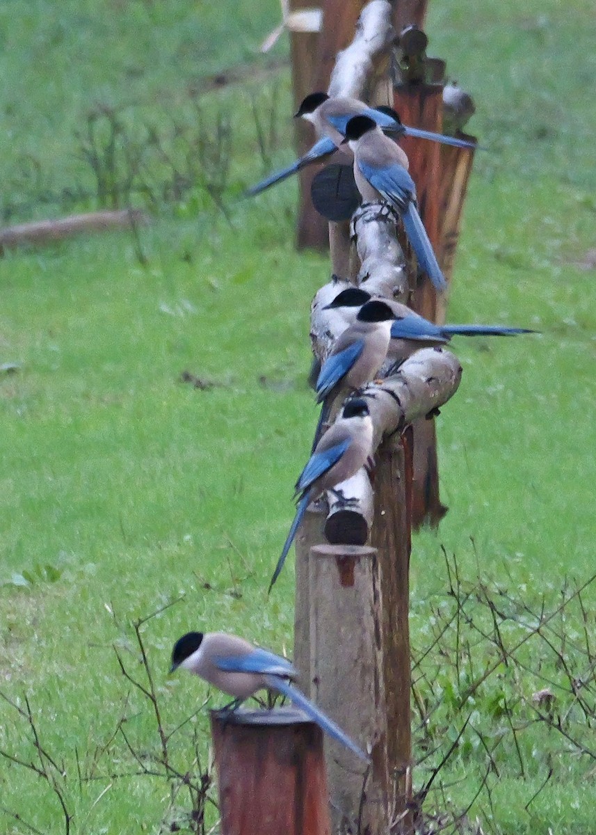 イベリアオナガ - ML645499053