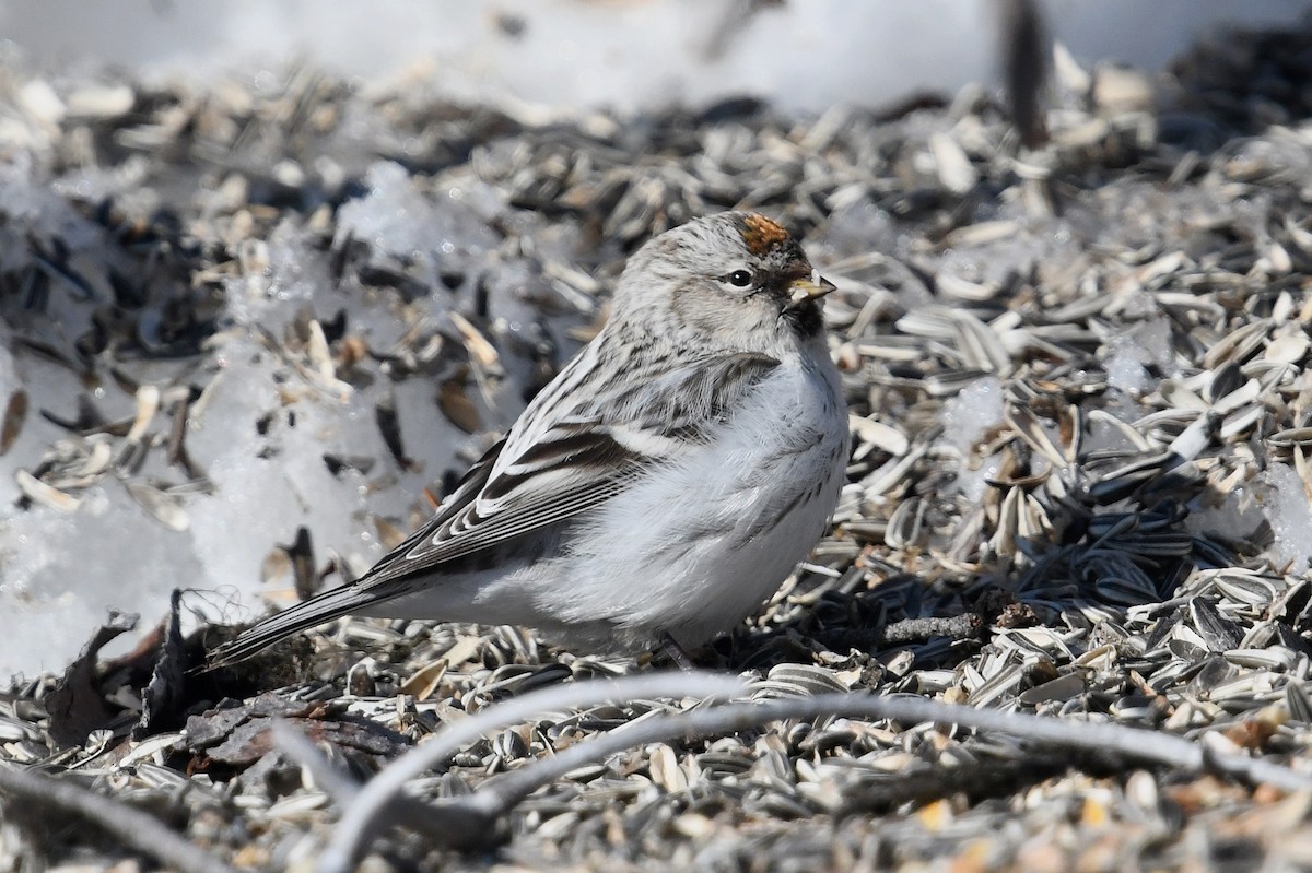 Redpoll (exilipes) - ML645499054