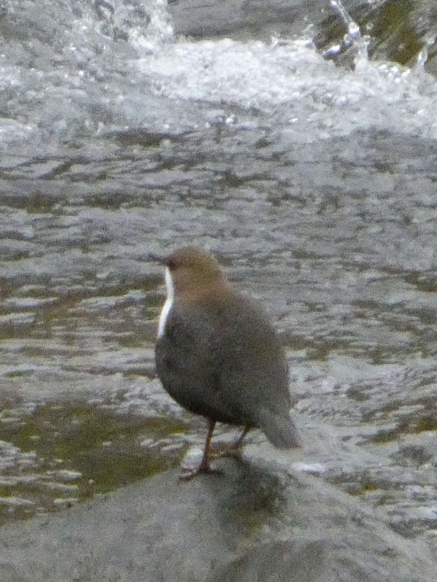 White-throated Dipper - ML645499055