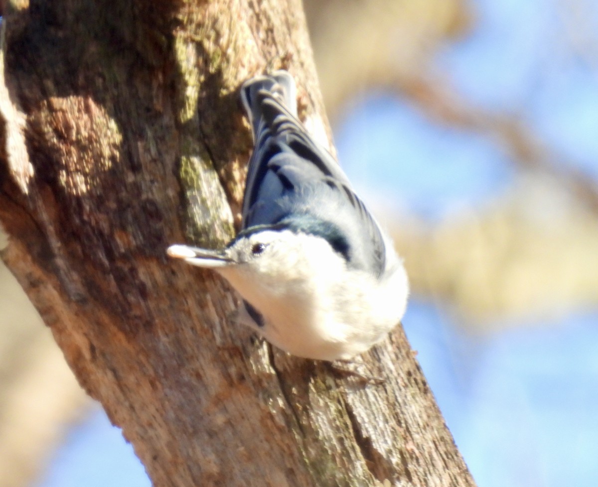 ムナジロゴジュウカラ - ML645499058