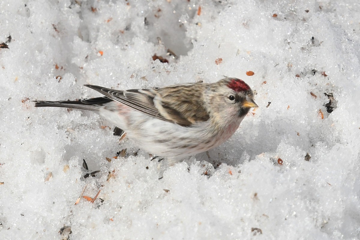 Redpoll (exilipes) - ML645499061
