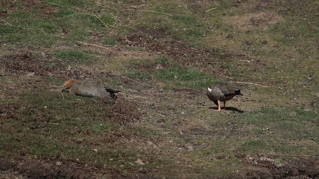 Ruddy-headed Goose - ML645499063