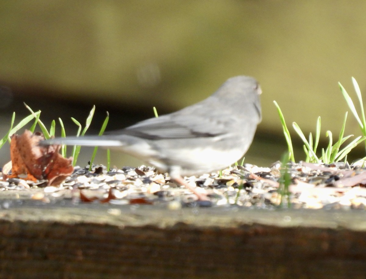 ユキヒメドリ - ML645499064