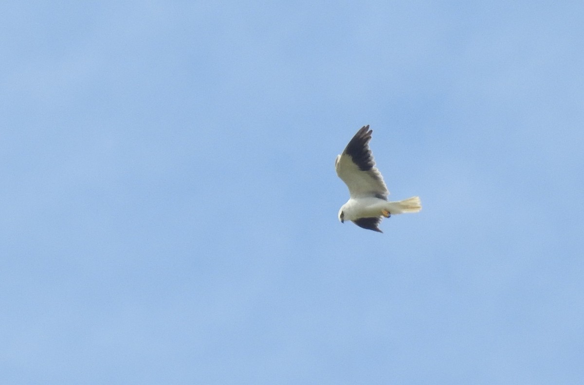 Black-winged Kite - ML645499065