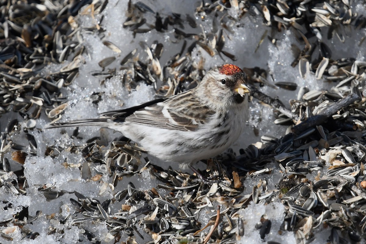 Redpoll (exilipes) - ML645499066