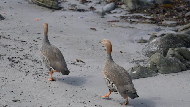 Ruddy-headed Goose - ML645499068