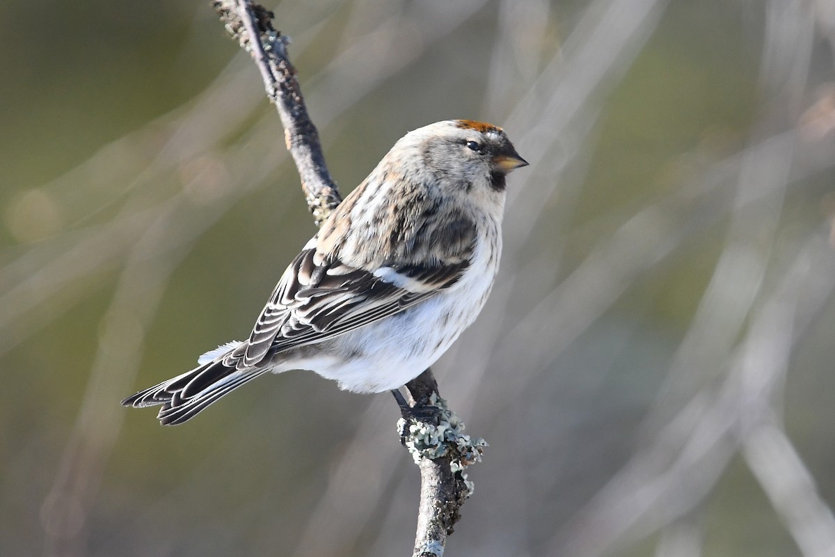 Redpoll (exilipes) - ML645499070