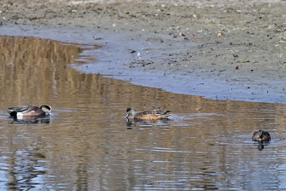 American Wigeon - ML645499076