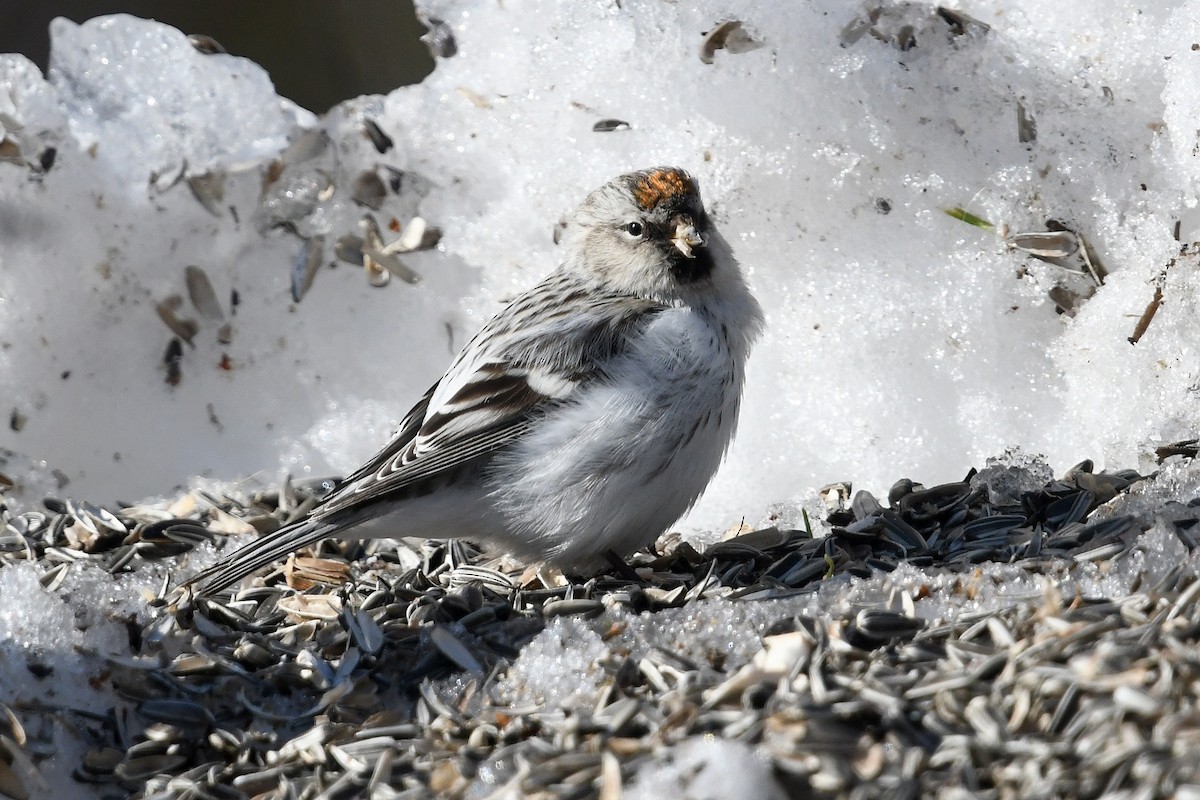 Redpoll (exilipes) - ML645499077