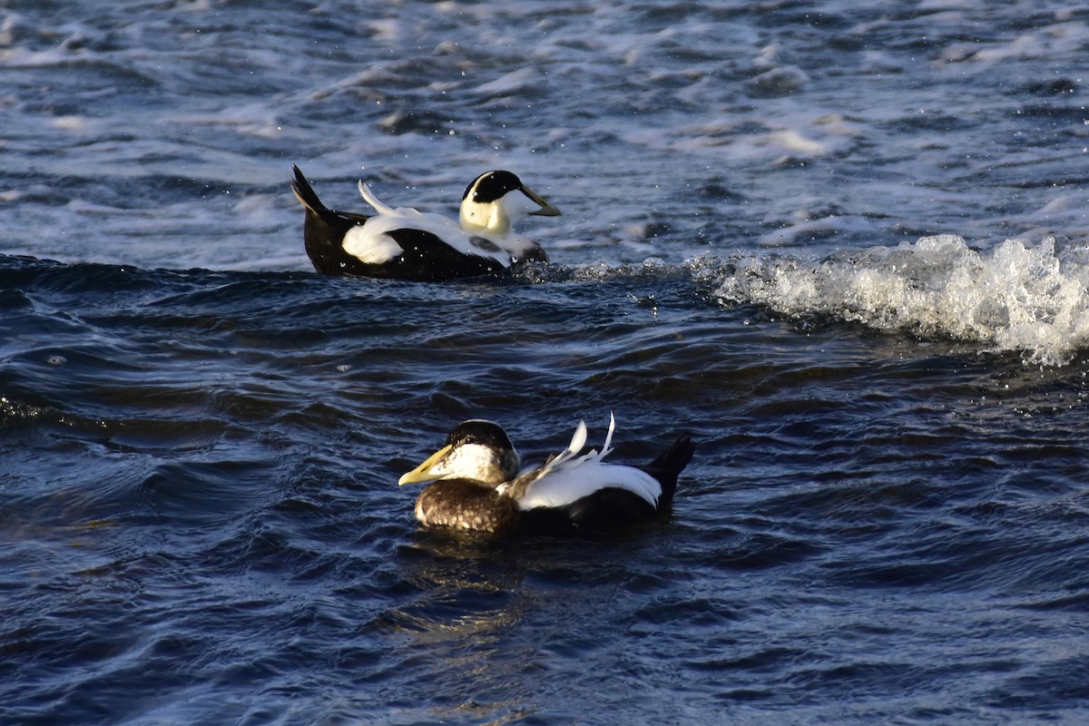 ホンケワタガモ - ML645499088