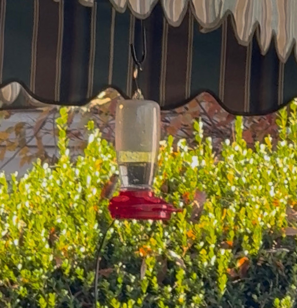 Rufous Hummingbird - ML645499089