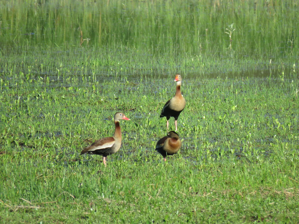 アカハシリュウキュウガモ - ML645499091
