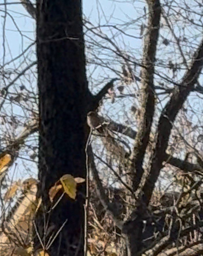 Rufous Hummingbird - ML645499094