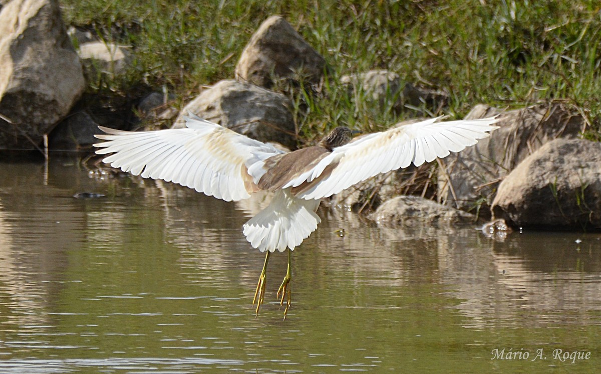 カンムリサギ - ML645499095