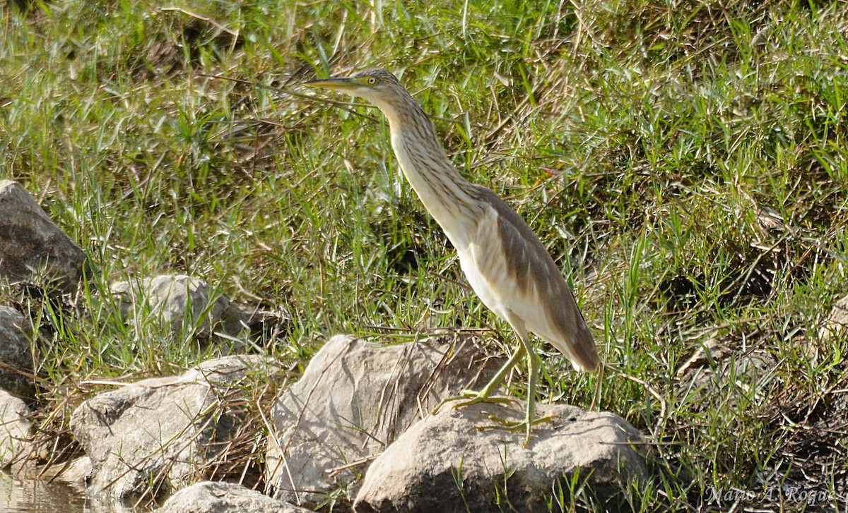 カンムリサギ - ML645499096