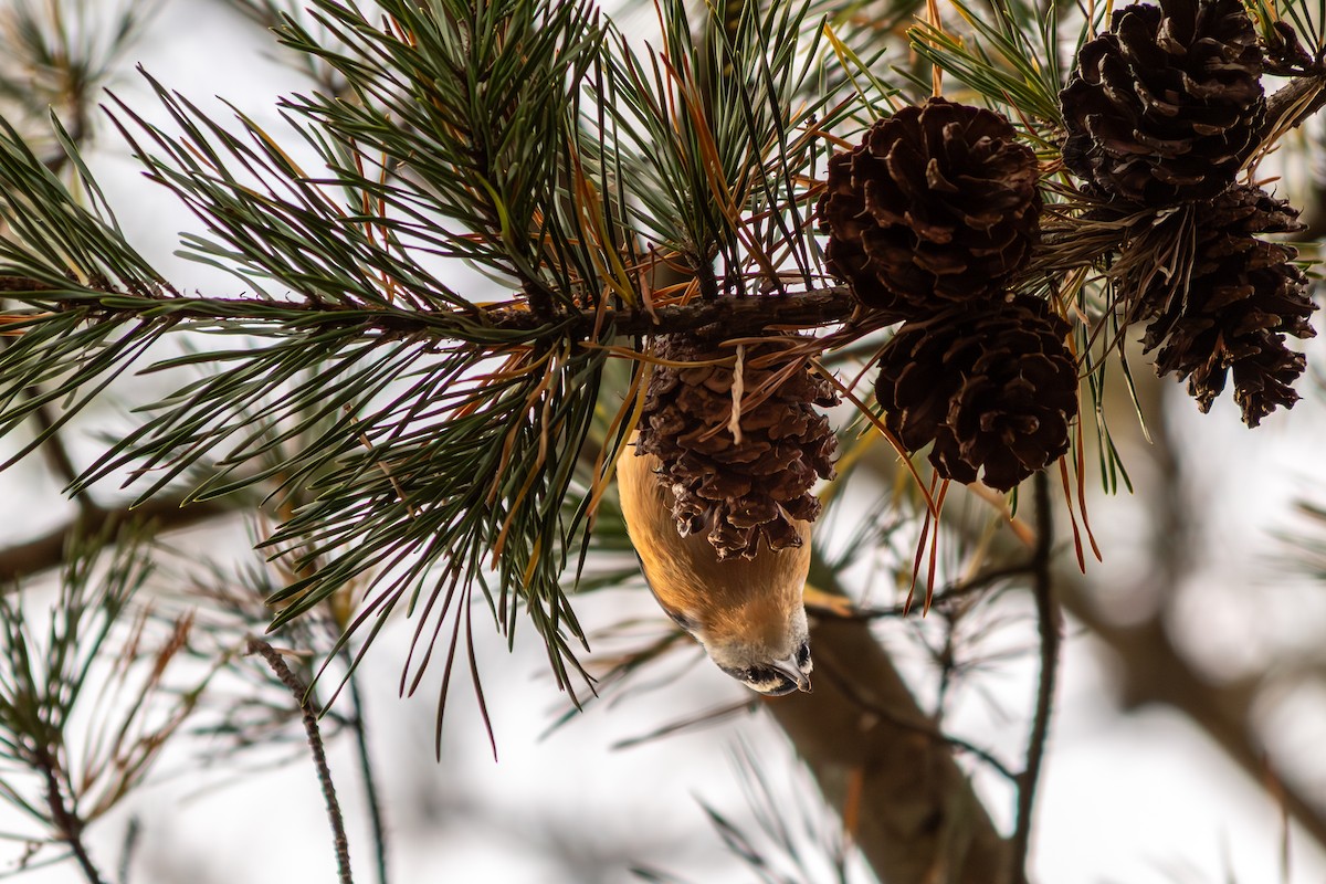 ムネアカゴジュウカラ - ML645499097