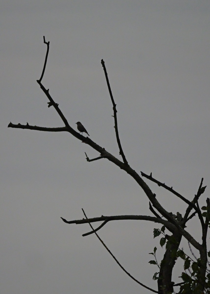 クロジョウビタキ - ML645499099