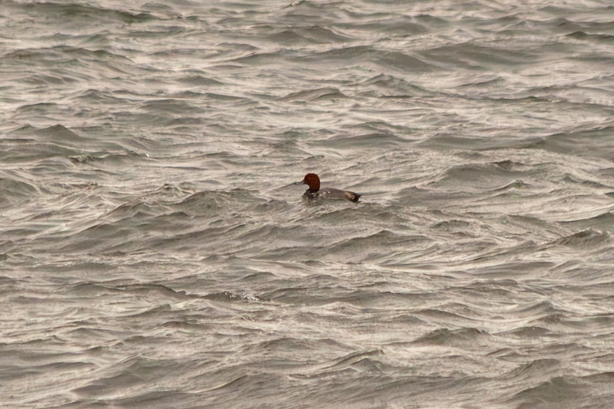 アメリカホシハジロ - ML645499100