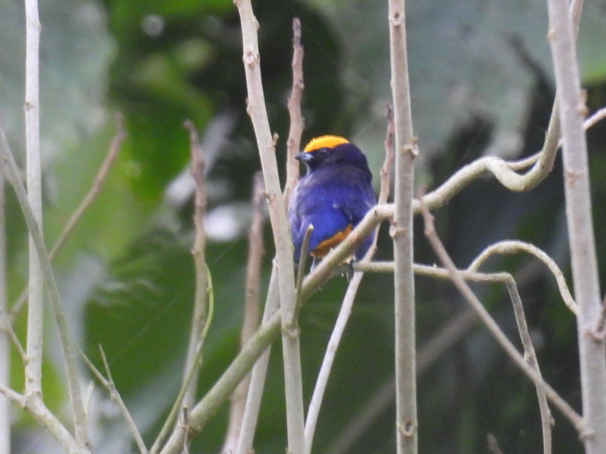 シリアカスミレフウキンチョウ - ML645499102