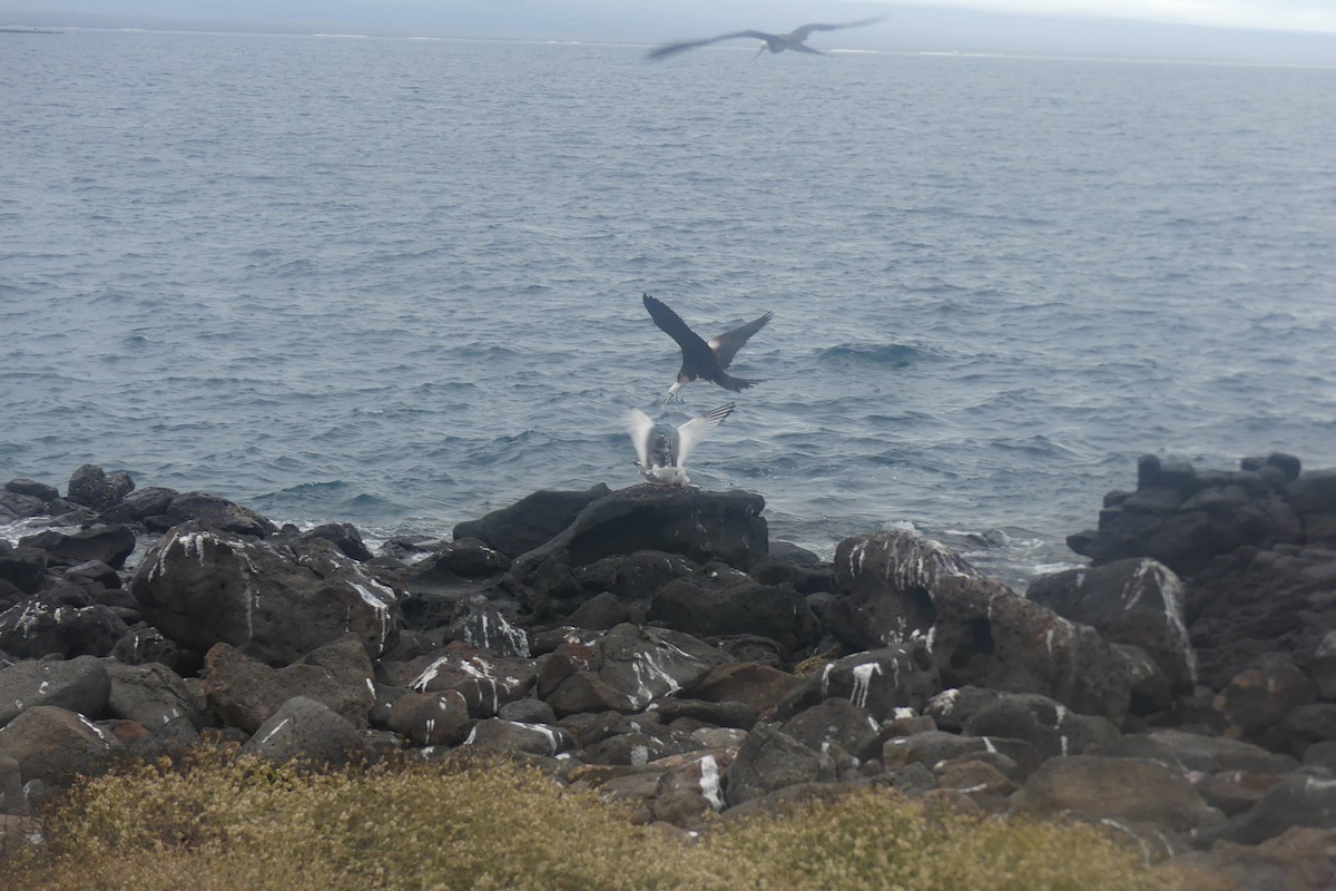 アメリカグンカンドリ - ML645499103