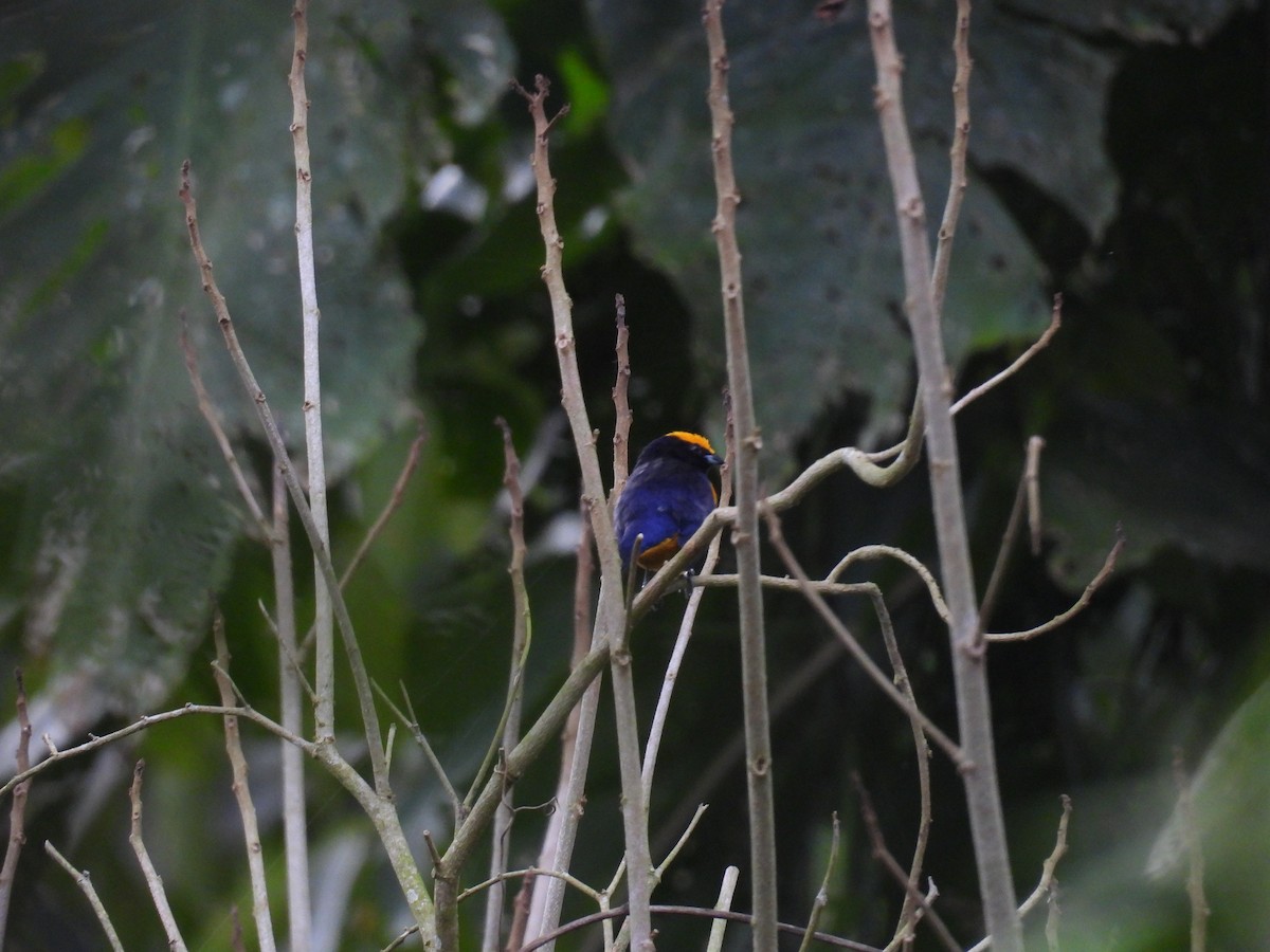 シリアカスミレフウキンチョウ - ML645499104