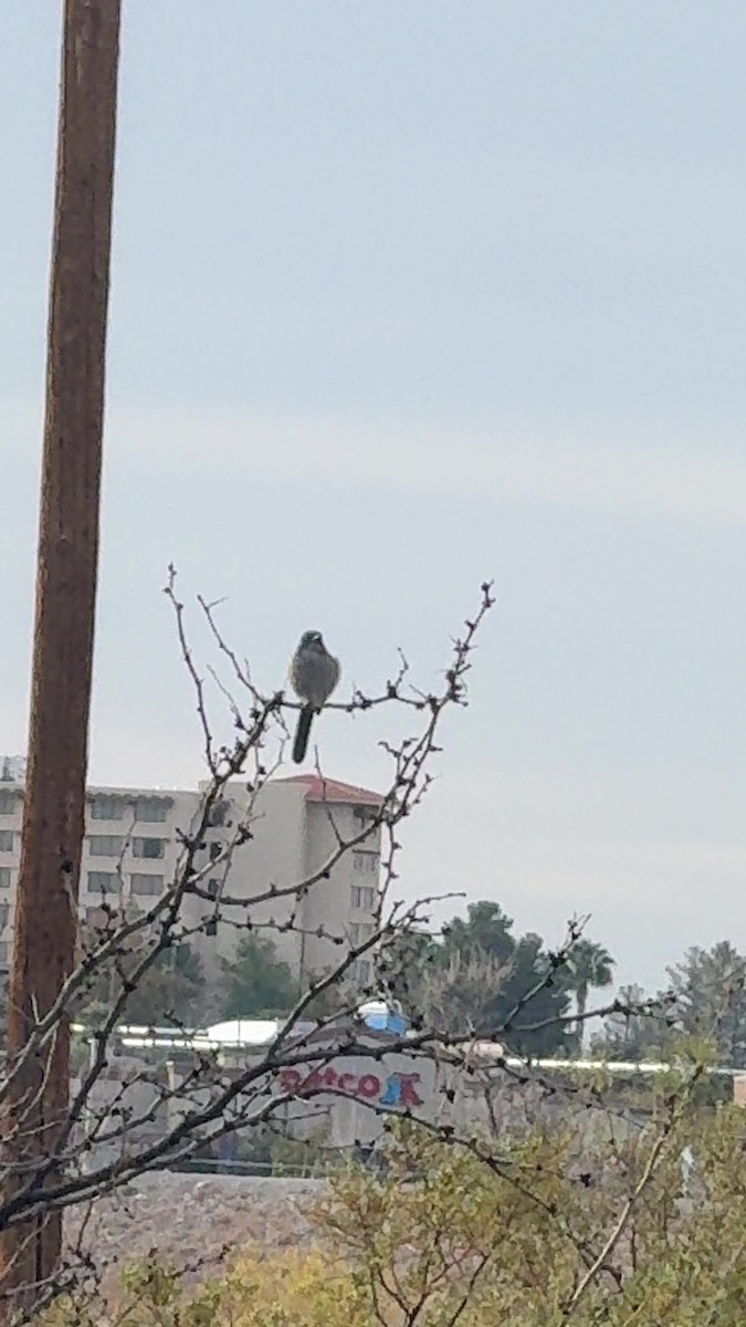 クロツキヒメハエトリ - ML645499107