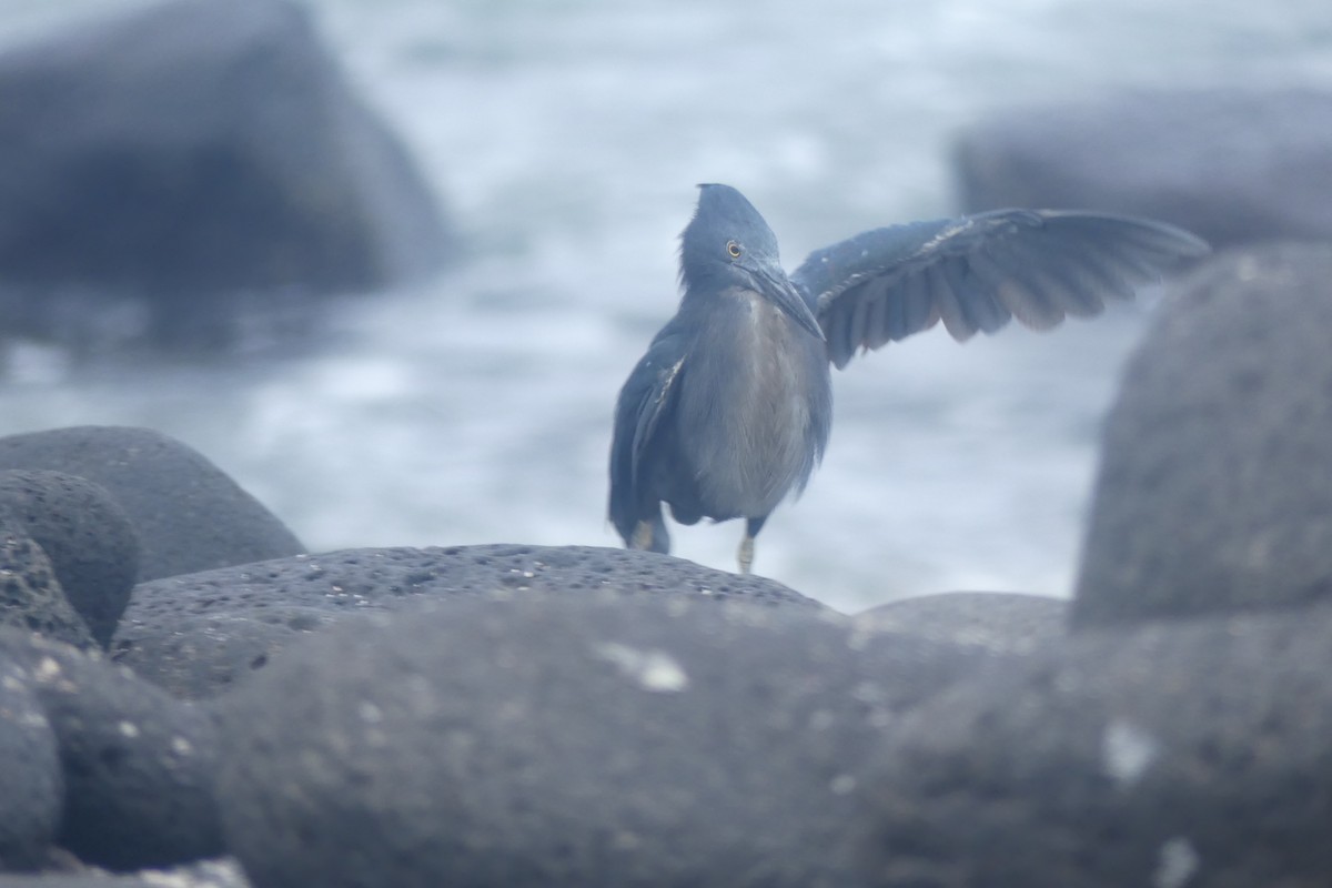 Lava Heron - ML645499109