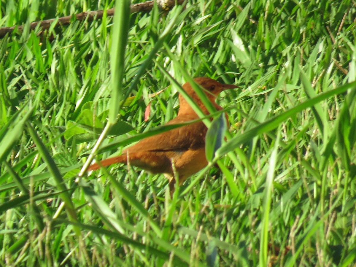 セアカカマドドリ - ML645499111