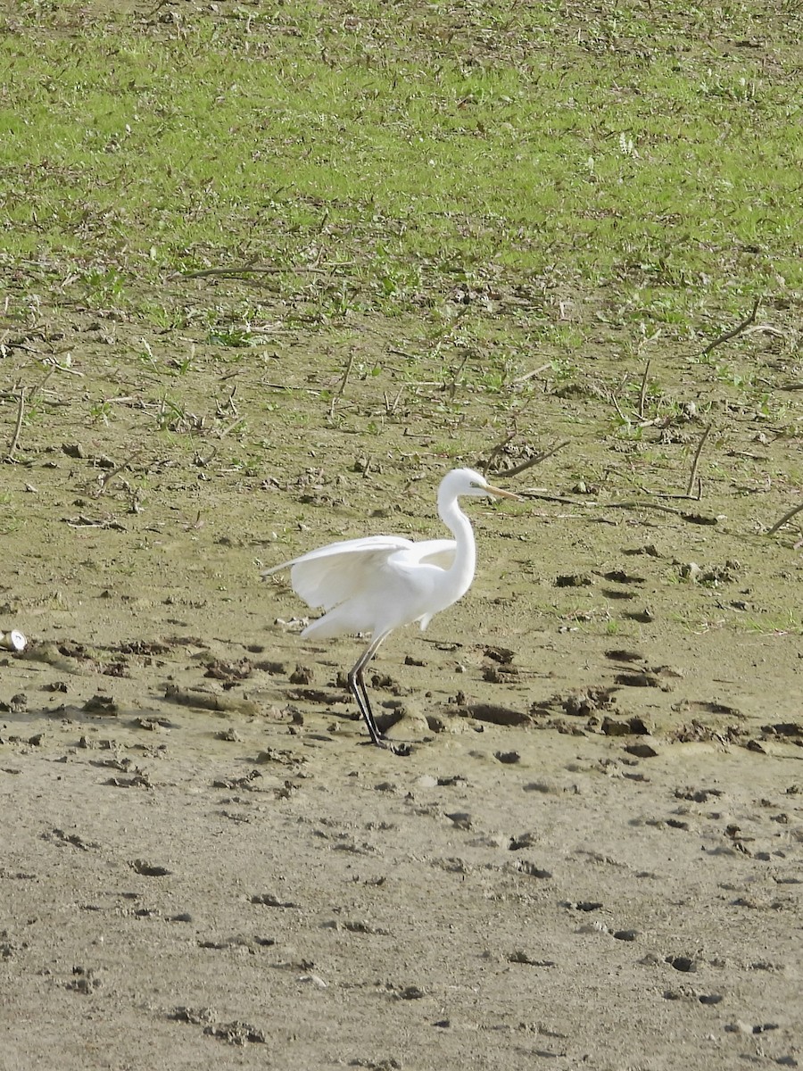 ダイサギ - ML645499112