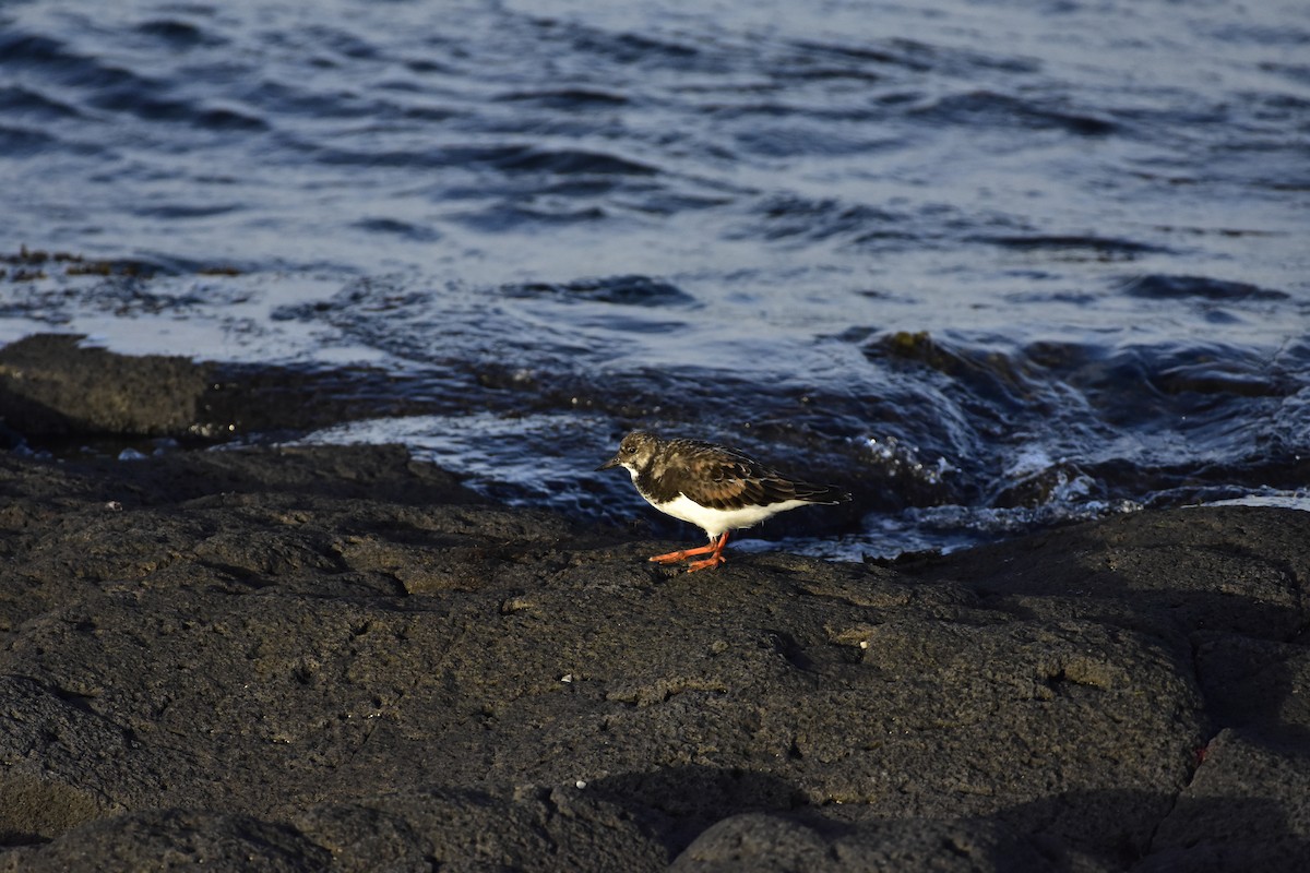 キョウジョシギ - ML645499113