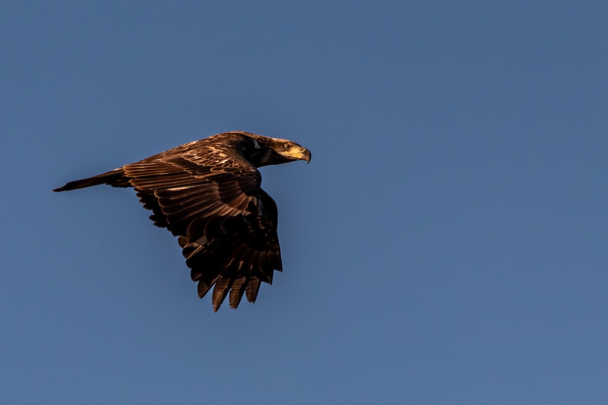 ハクトウワシ - ML645499114