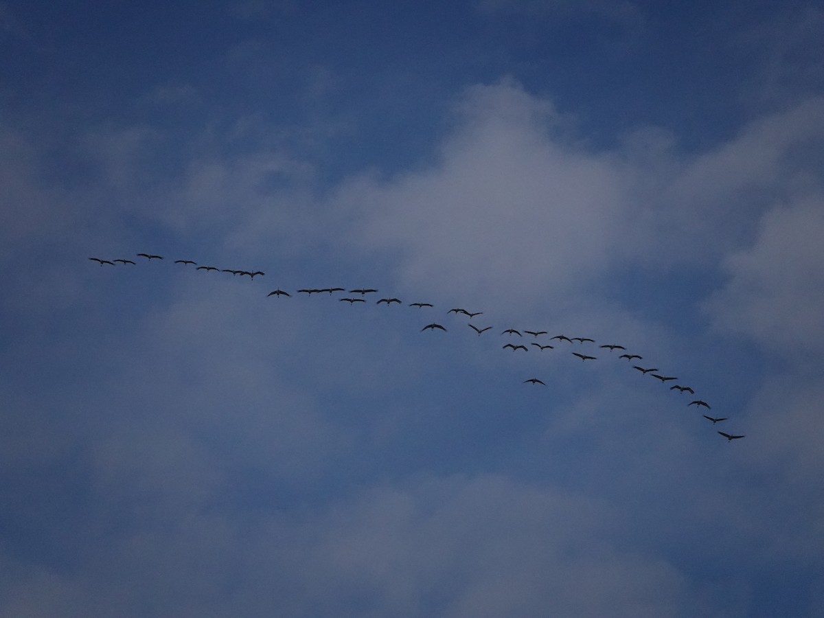 カナダヅル - ML645499117