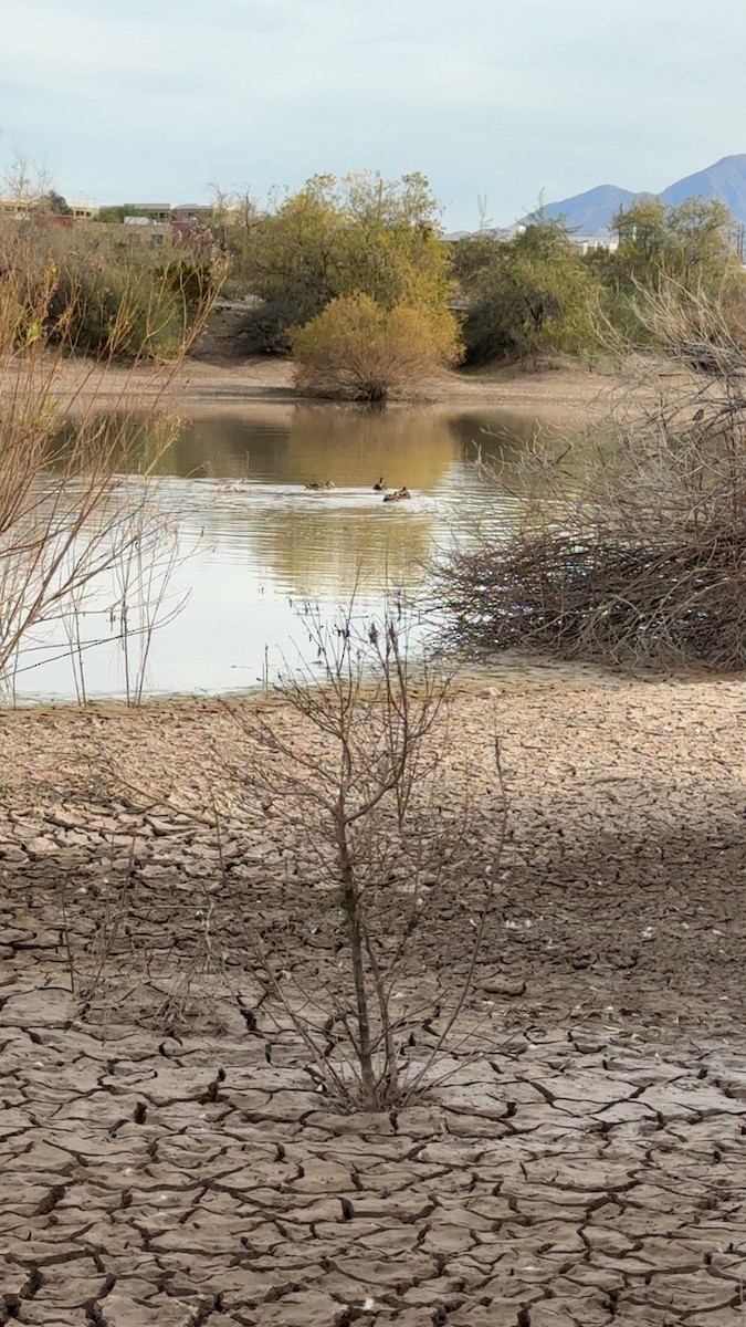 アメリカヒドリ - ML645499119