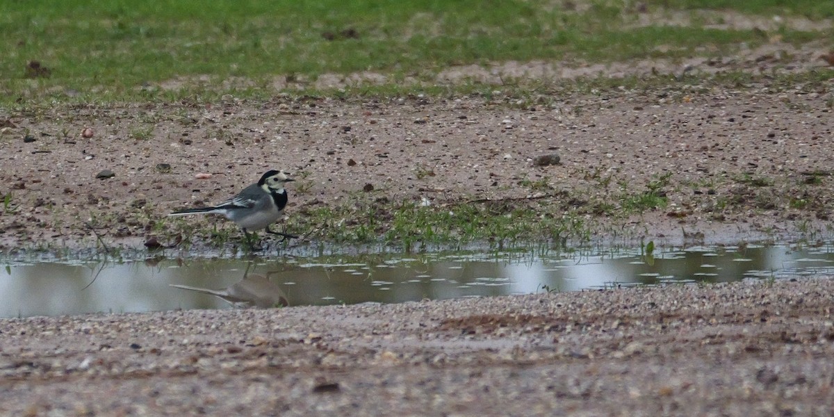 ハクセキレイ（亜種ヨーロッパクセキレイ） - ML645499120