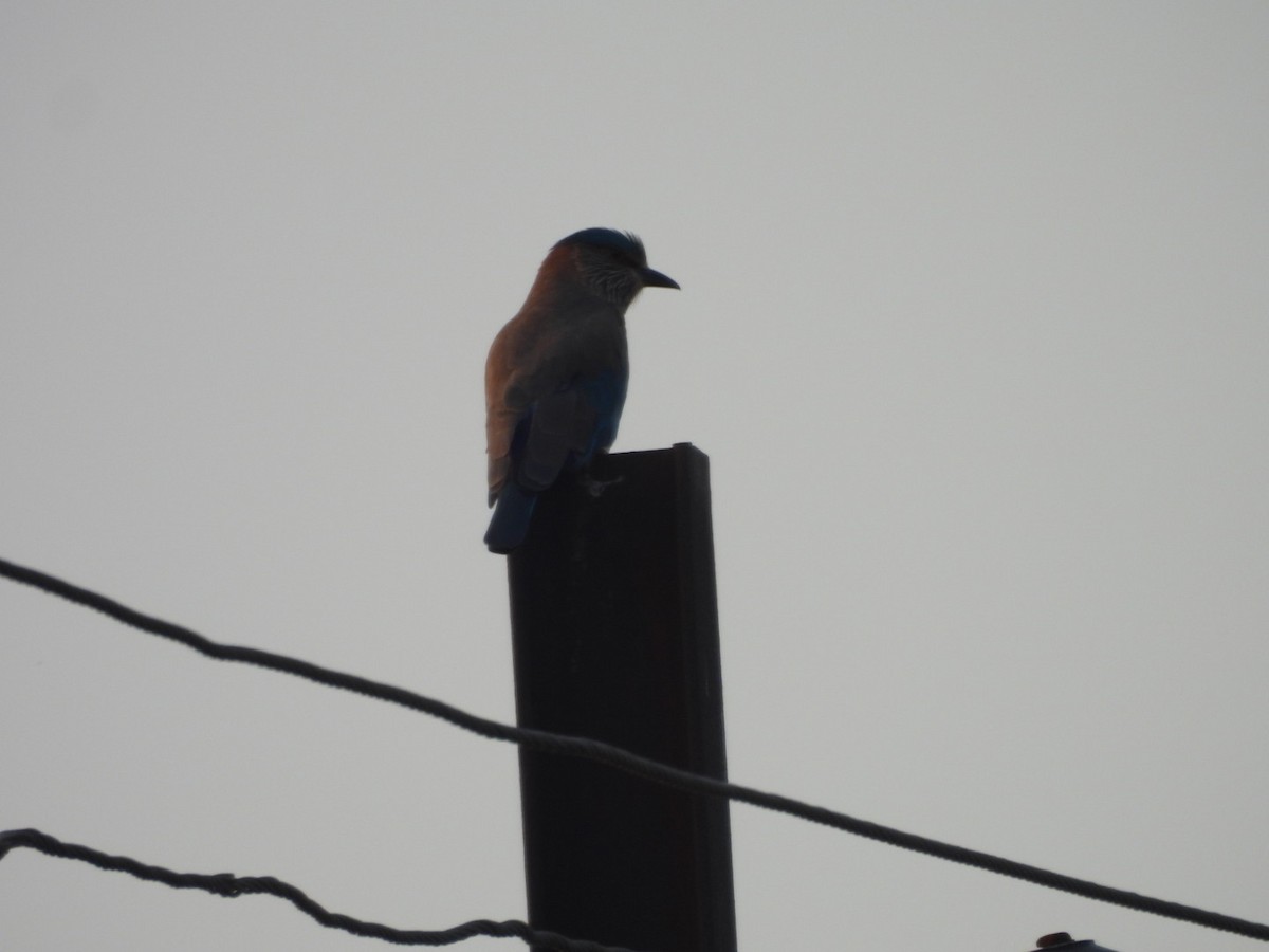 インドブッポウソウ - ML645499121