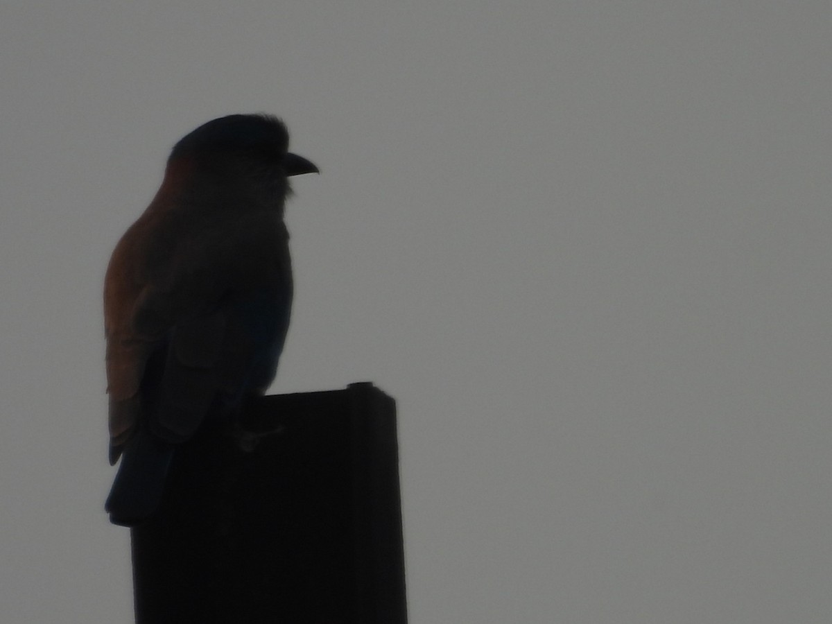 インドブッポウソウ - ML645499122