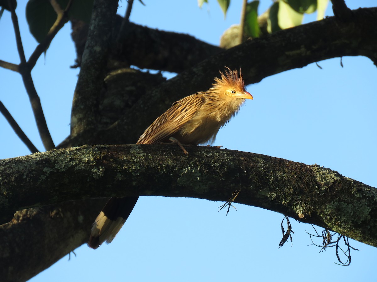 アマゾンカッコウ - ML645499125