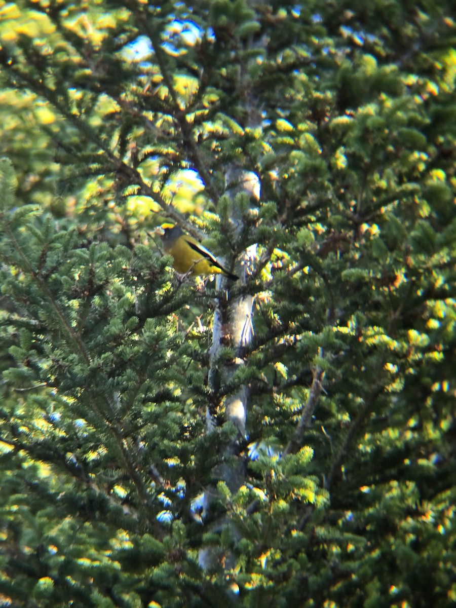 キビタイシメ - ML645499126