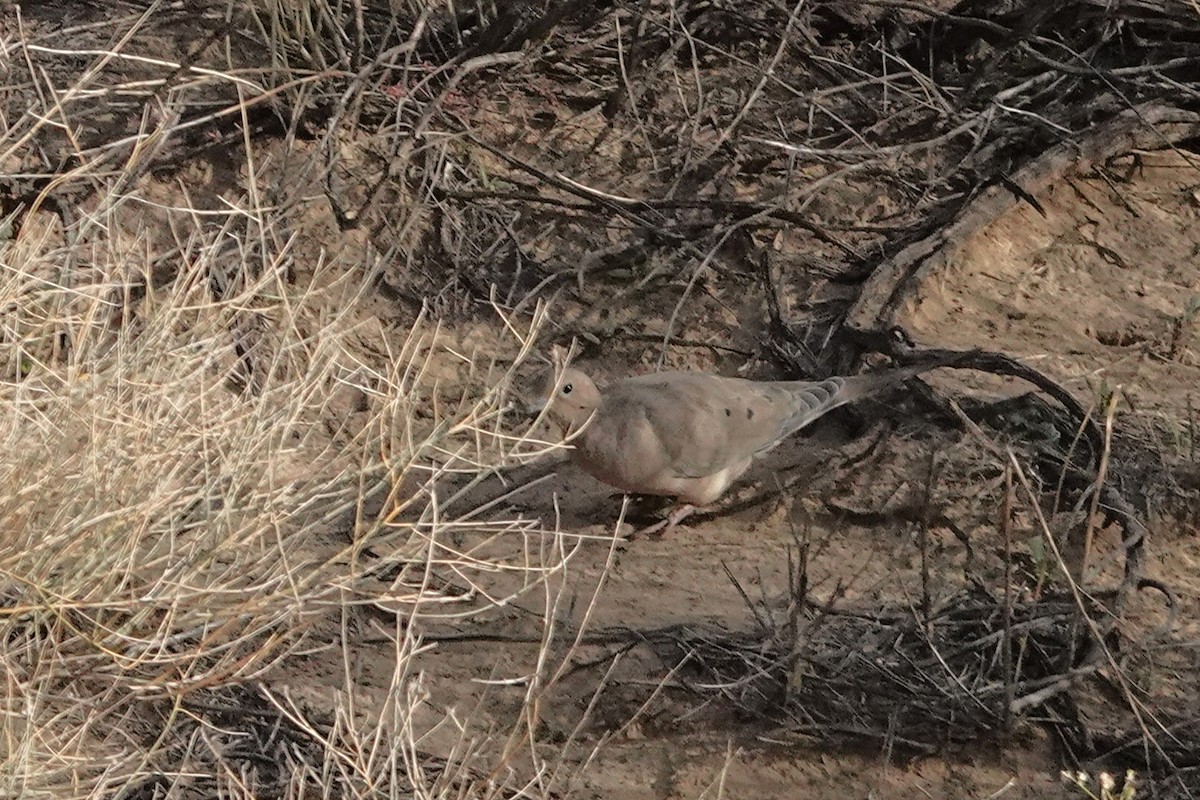 ナゲキバト - ML645499127