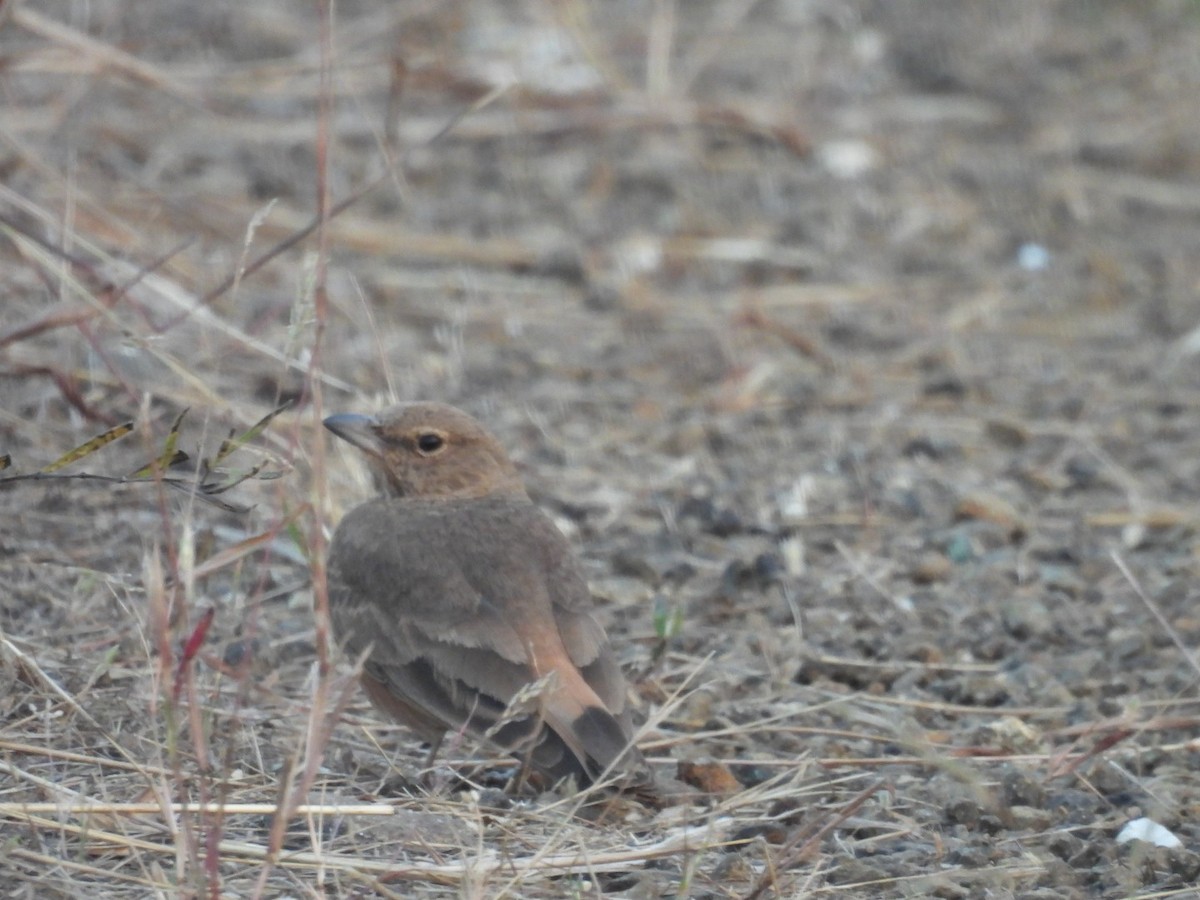 インドスナヒバリ - ML645499128