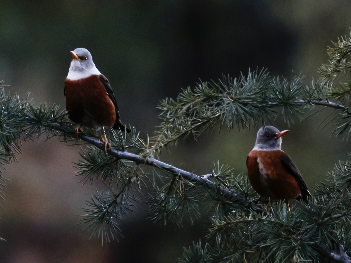 drozd šedohlavý - ML645499134